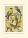 Buy Petite Songbirds III at AllPosters.com