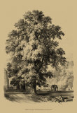 The Elm Tree
