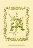 Buy Basil at AllPosters.com