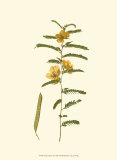 Native Beauty II