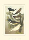 Buy Petite Songbirds IV at AllPosters.com