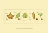 Leaves and Seeds II