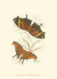 Buy Butterflies V at AllPosters.com