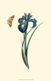 Flora and Fauna II
