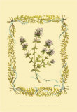 Buy Thyme at AllPosters.com