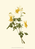 Native Beauty III