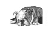 Gracie the Bulldog