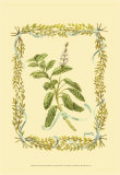 Buy Sage at AllPosters.com