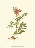 Native Beauty IV