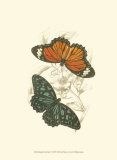 Butterflies II