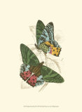Buy Butterflies III at AllPosters.com