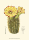 Buy Flowering Cactus I at AllPosters.com
