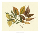 Elm, Spruce, Beech and Ash