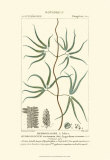 Buy Turpin Botany II at AllPosters.com