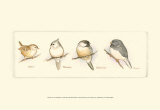 Life of a Songbird III