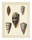 Buy Antique Shells IV at AllPosters.com