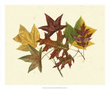 Tulip Tree, Sweet Gum and Scarlet Oak