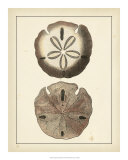 Buy Antique Shells V at AllPosters.com