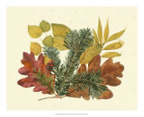 White Oak, Balsam Fir and Yellow Birch