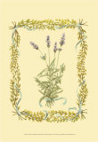 Buy Lavender at AllPosters.com