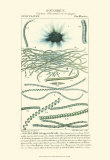 Buy Turpin Botany IV at AllPosters.com