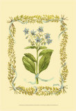 Buy Borage at AllPosters.com