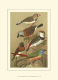Buy Petite Songbirds I at AllPosters.com