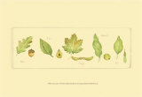Leaves and Seeds I