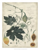 Botanical I