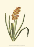 Buy Antique Hyacinth VIII at AllPosters.com