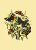 Small Butterfly Gathering II