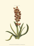 Buy Antique Hyacinth VII at AllPosters.com