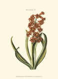Buy Antique Hyacinth V at AllPosters.com