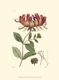 Buy Antique Floral Plate II at AllPosters.com