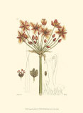 Buy Antique Floral Plate IV at AllPosters.com
