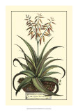 Antique Munting Aloe III