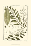 Buy Fern Classification III at AllPosters.com