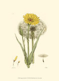 Buy Antique Floral Plate VI at AllPosters.com