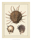 Antique Shells I