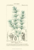 Buy Turpin Botany I at AllPosters.com