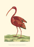 Buy Red Ibis at AllPosters.com