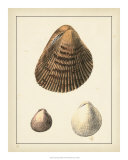 Buy Antique Shells II at AllPosters.com