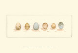 Buy Life of a Songbird I at AllPosters.com