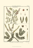 Buy Fern Classification II at AllPosters.com