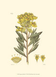 Buy Antique Floral Plate V at AllPosters.com