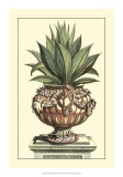 Antique Munting Aloe IV