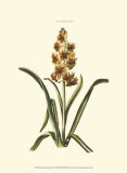 Buy Antique Hyacinth IX at AllPosters.com