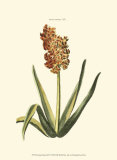 Buy Antique Hyacinth XV at AllPosters.com