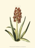 Buy Antique Hyacinth XVI at AllPosters.com
