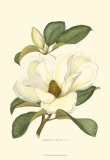Magnolia